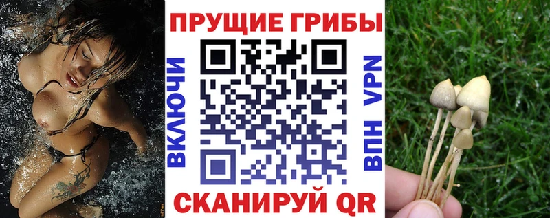 Купить где  Пущино  Псилоцибиновые грибы Psilocybe 
